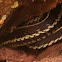Garter Snake