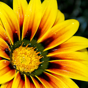 by Tatiane Maria - Nature Up Close Flowers