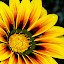 by Tatiane Maria - Nature Up Close Flowers