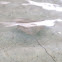 Stingray