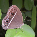 Dark-Brand Bushbrown