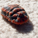 Snow Ball Giant Mealy Bug