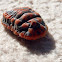 Snow Ball Giant Mealy Bug