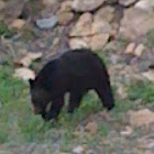 Black Bear