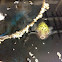 Spotted green puffer fish