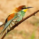 Bee eater