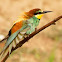 Bee eater