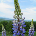 Lupine