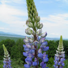 Lupine