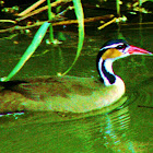 Sungrebe