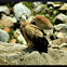 Himalayan Griffon Vulture
