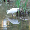Snowy Egret