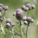 Canadian thistle