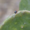 Shiny Flea Beetle.     Shining Flea Beetle