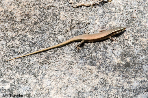 skink indian lizard on rock