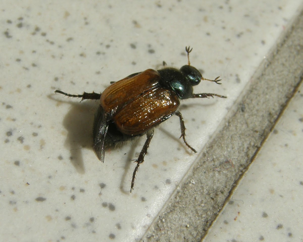 Chafer beetle