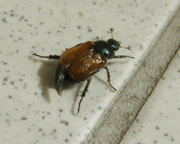 Spotting Image 1