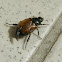 Chafer beetle