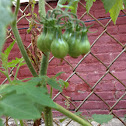Yellow pear tomato