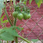 Yellow pear tomato