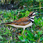 Killdeer