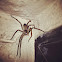 Rain Spider