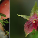 Orchid