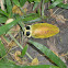 Jewel beetle
