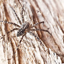 Fishing Spider (Dolomedes)