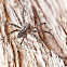 Fishing Spider (Dolomedes)