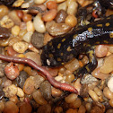 Eastern Spotted Salamander