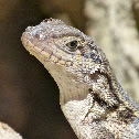 Little Bahama curly-tailed lizard
