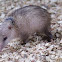 hedgehog