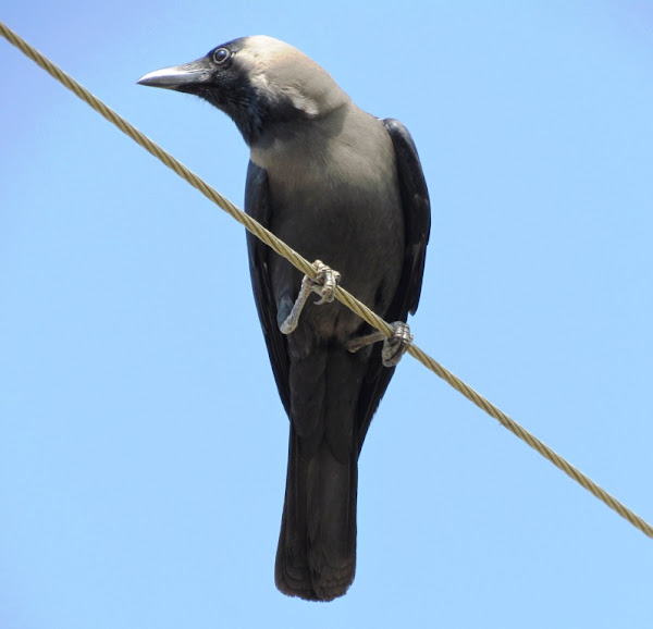 House Crow Juvenile Project Noah