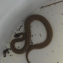 Texas Brown Snake