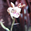 Orquídea