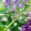 Black Swallowtail Caterpillar