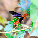 Trogus pennator