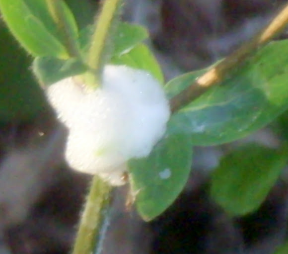 Spotting Image 1