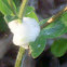 Meadow Spittle bug