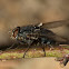 House Fly