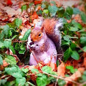 Common gray squirrel