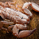 Giant Forest Scorpion