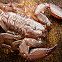 Giant Forest Scorpion