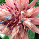 Urn Plant Flower, Silver Vase