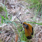 Tailed Net-winged Beetle