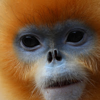 Golden Snub-nosed Monkey