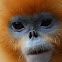Golden Snub-nosed Monkey