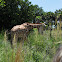 West African Giraffe