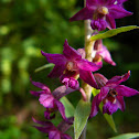 helleborine